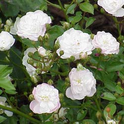 Roseira paisagstica branca 'White Fairy'